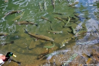 Image Leaburg Fish Hatchery